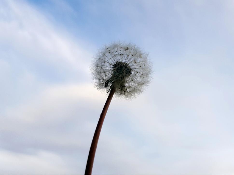 Free Image of Dandelion Seed Ball Silhouette 
