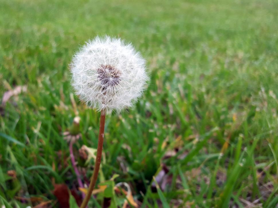 Free Image of Dandelion Seed Ball 
