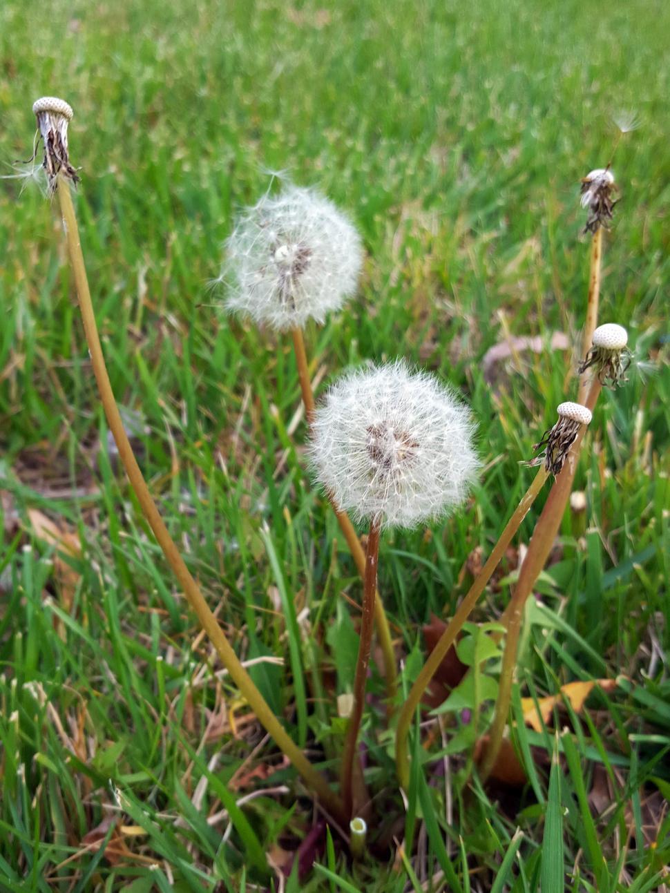 Free Image of Dandelion Seed Balls 