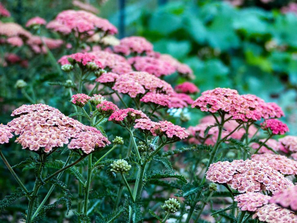 Free Image of Pink Yarrow 