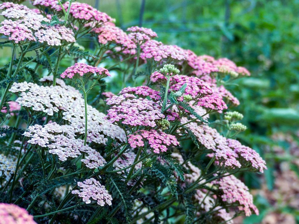 Free Image of Pink White Yarrow 