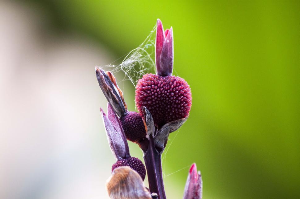 Free Image of Deep purple berry 