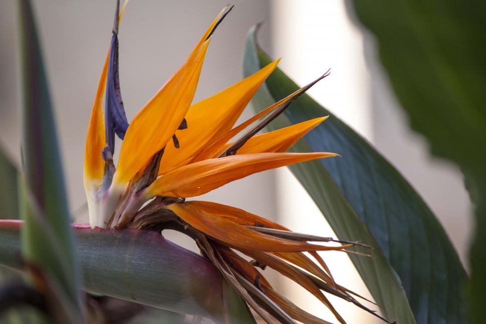 Free Image of Tropical bright bird of paradise 