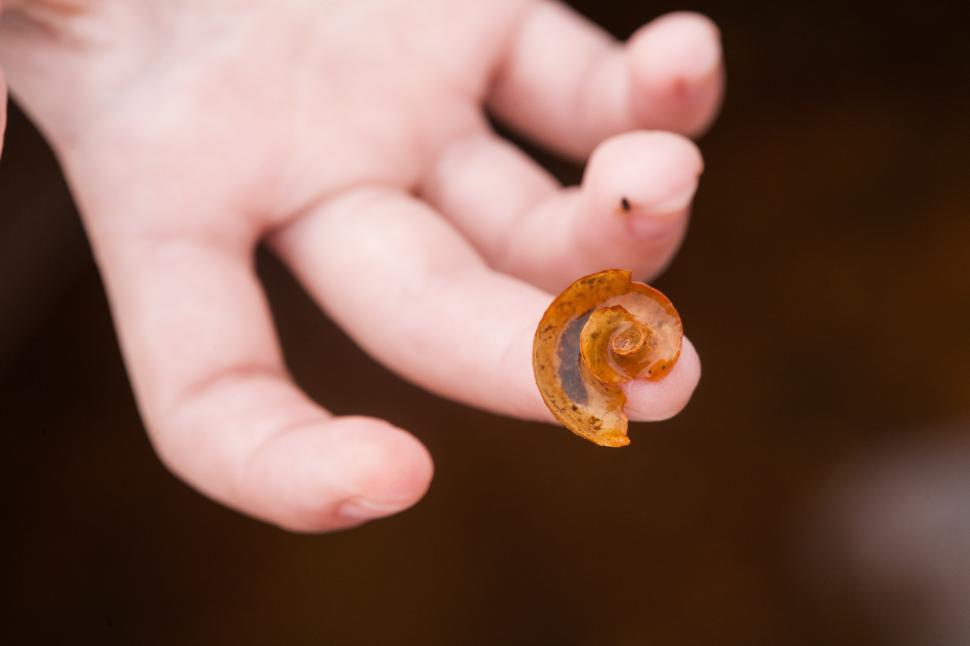 Free Image of Shell on a finger 