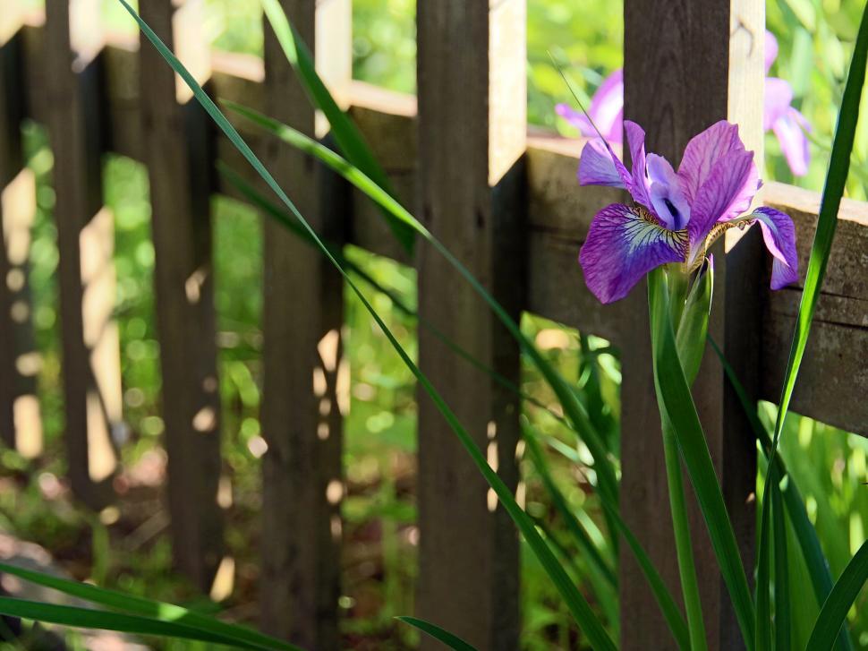 Free Image of Purple Iris Flower 