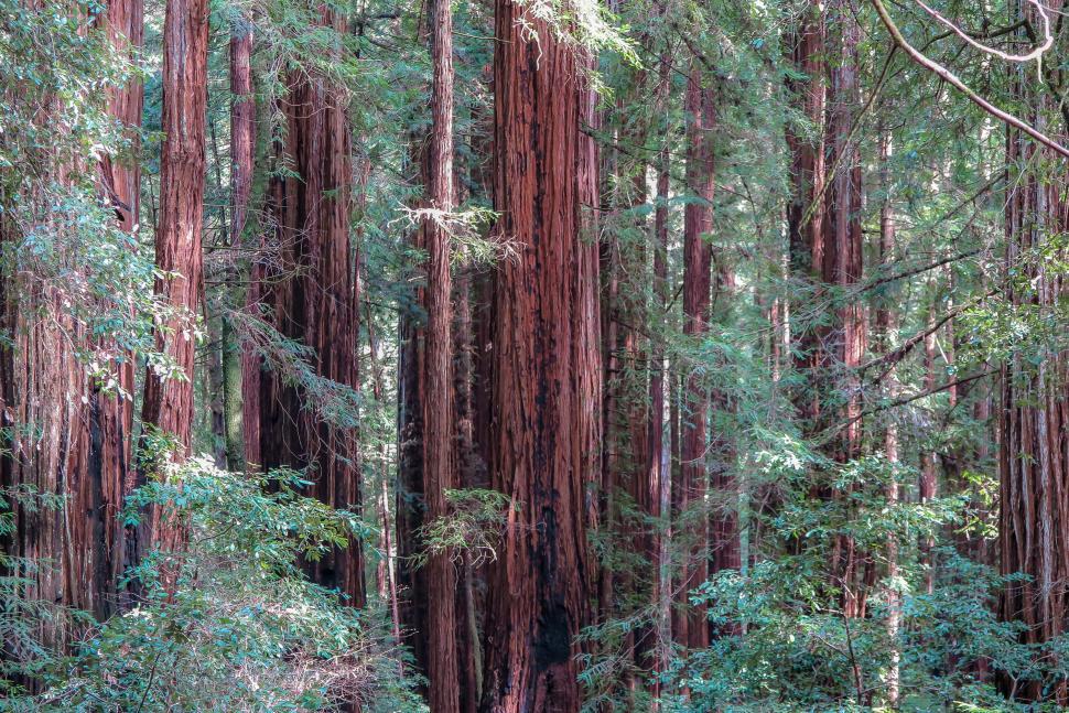 Free Image of Redwood forest 