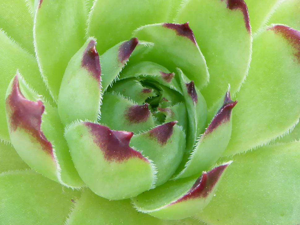 Free Image of Succulent Plant Hens and Chicks 