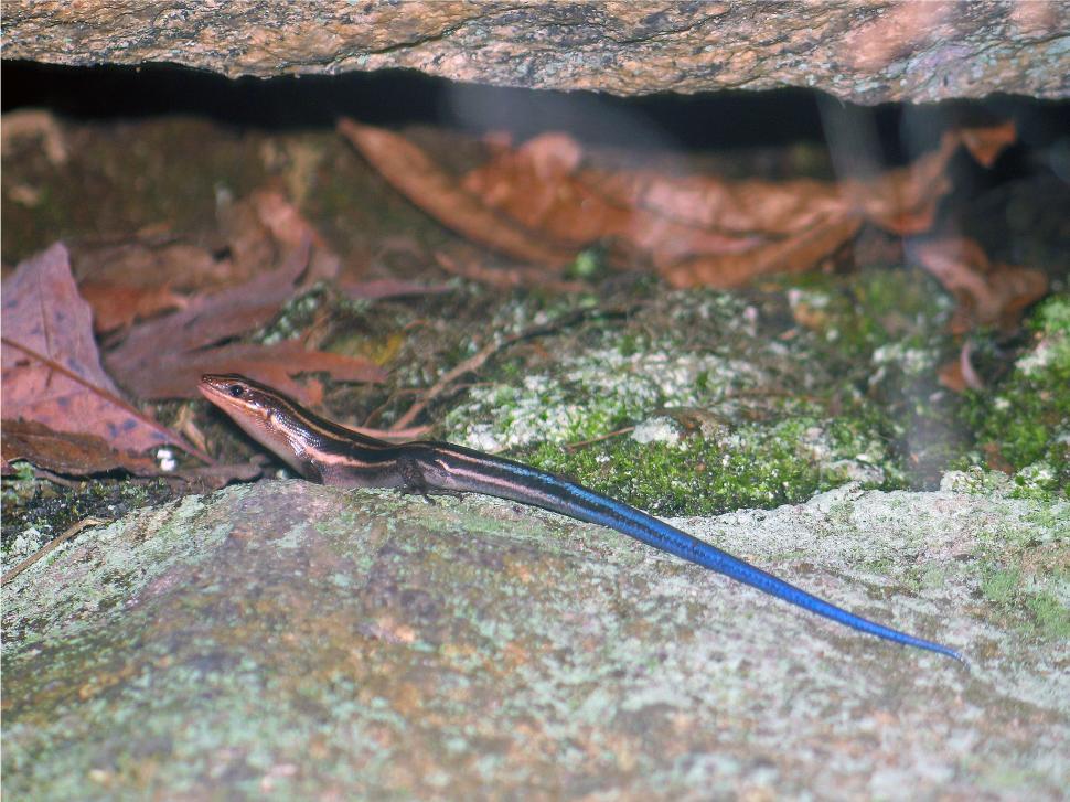 Free Image of Blue-Tailed Skink 