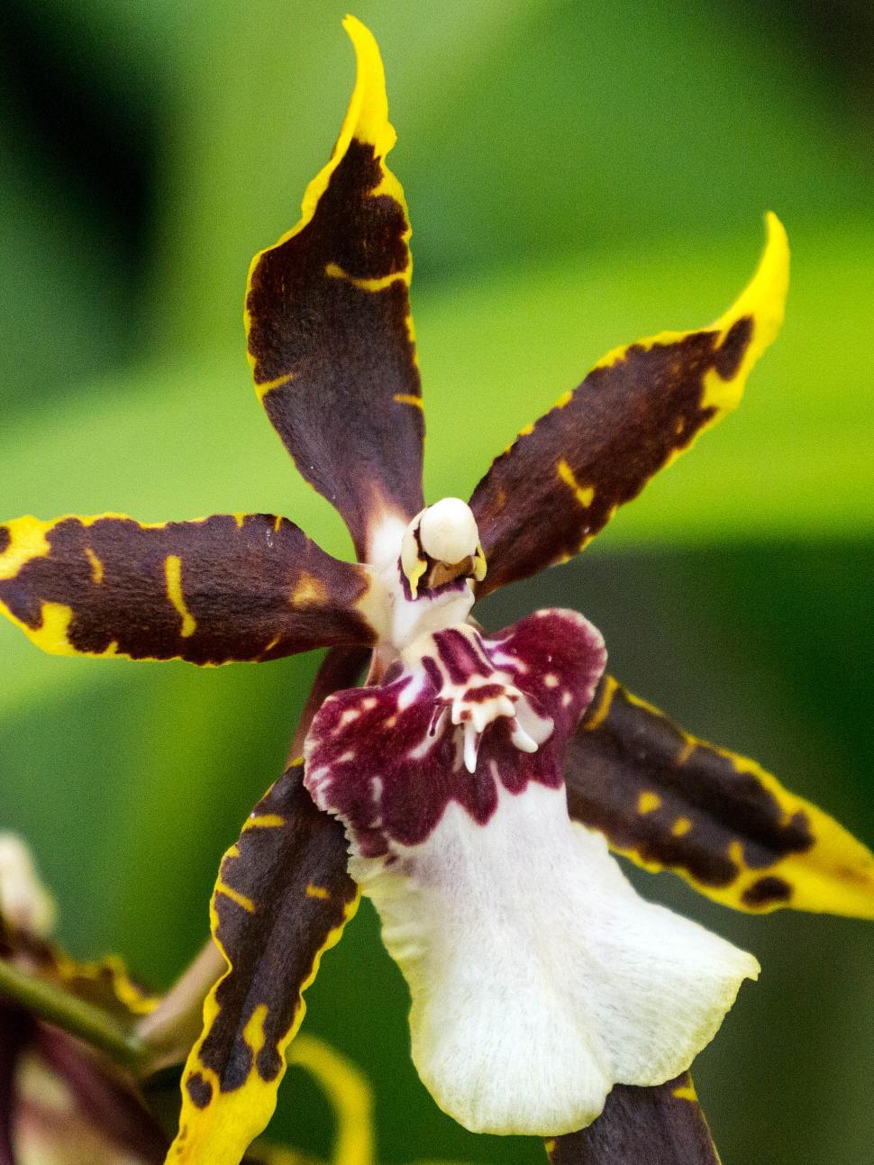 Free Image of Yellow and Brown Spider Orchid Flower Macro 
