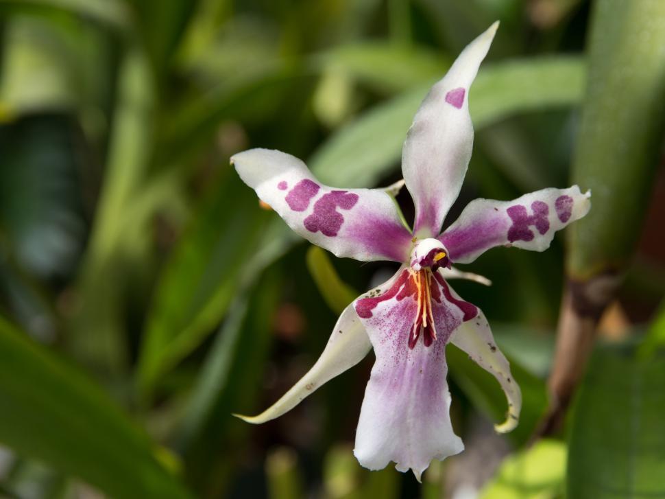 Free Image of Pink and White Spider Orchid Flower 