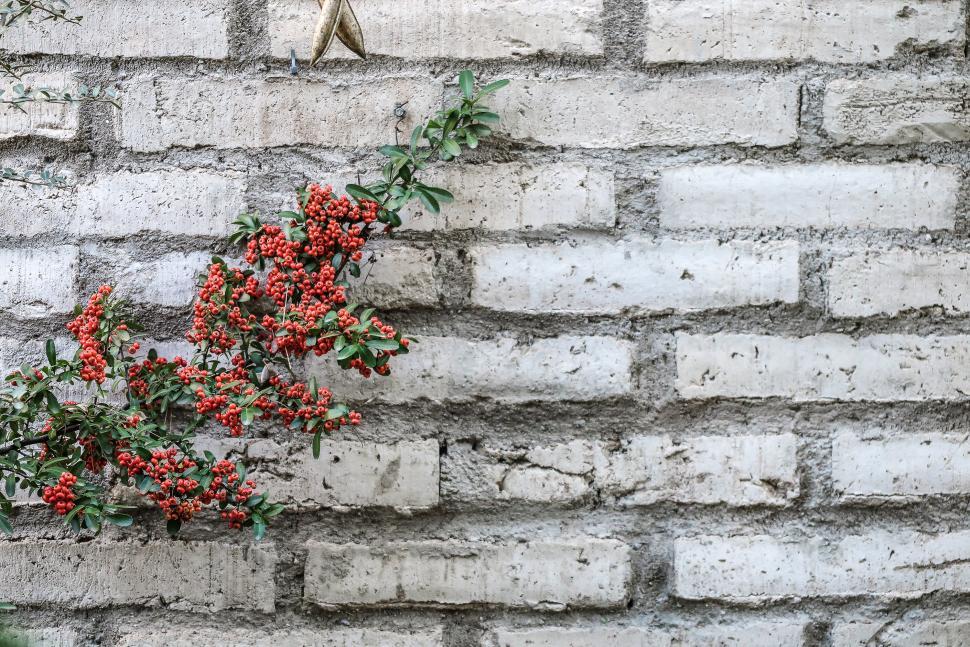 Free Image of Berries against adobe wall 