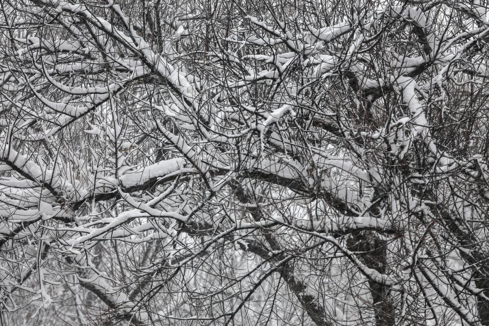 Free Image of Snowy trees 
