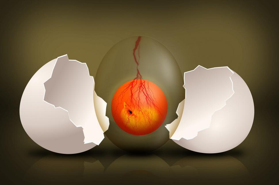 Free Image of Broken Eggshell Revealing Fresh Orange Fruit 