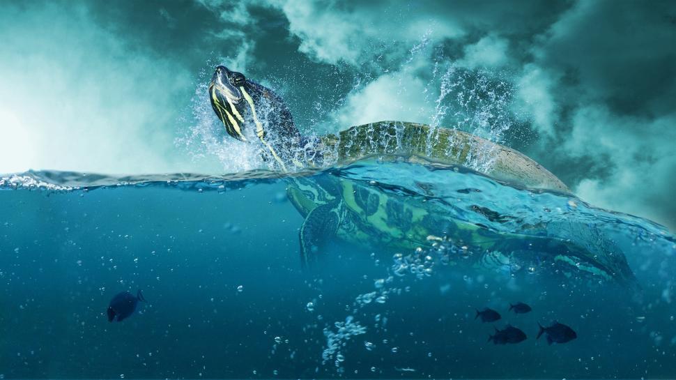 Free Image of Turtle Swimming in the Ocean 