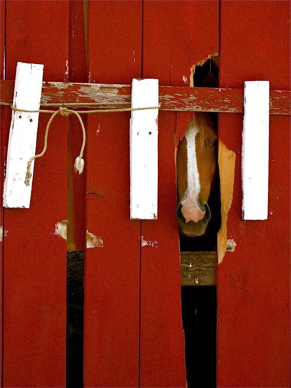 Free Image of HORSE 