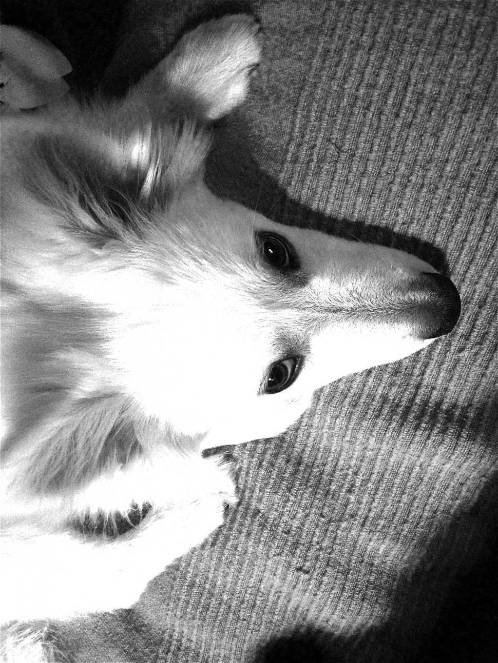 Free Image of DOG 