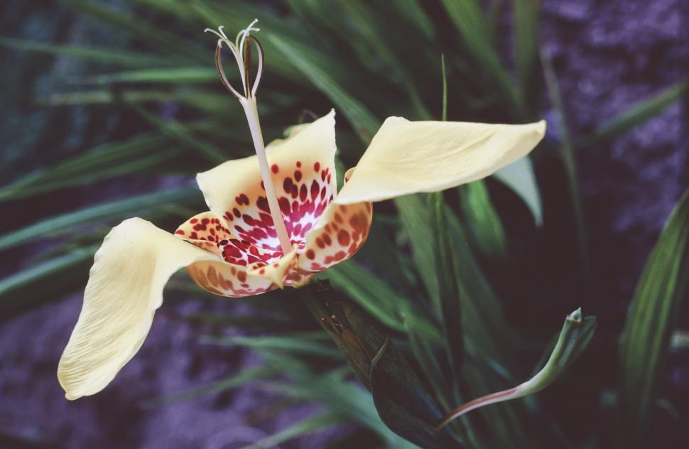 Free Image of Yellow Flower 