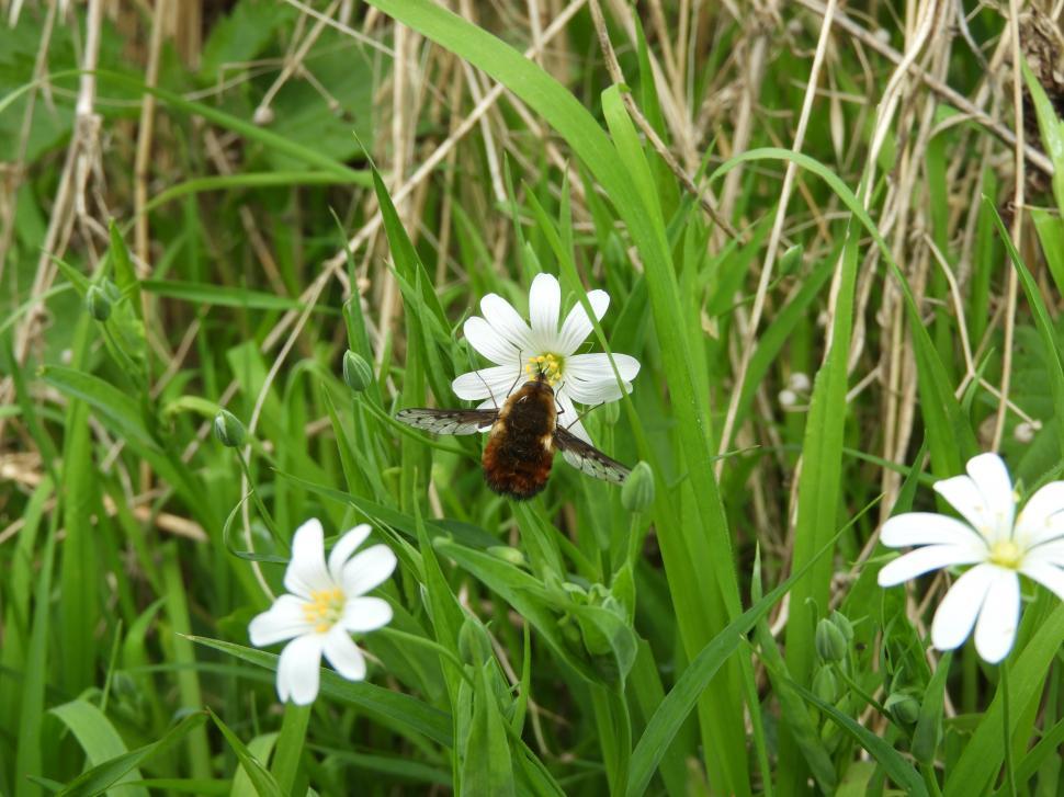 Free Image of Insect drinking nectar  