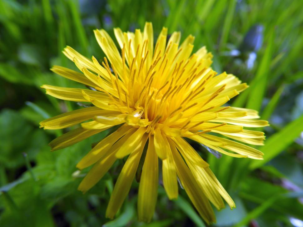 Free Image of Dandelion  