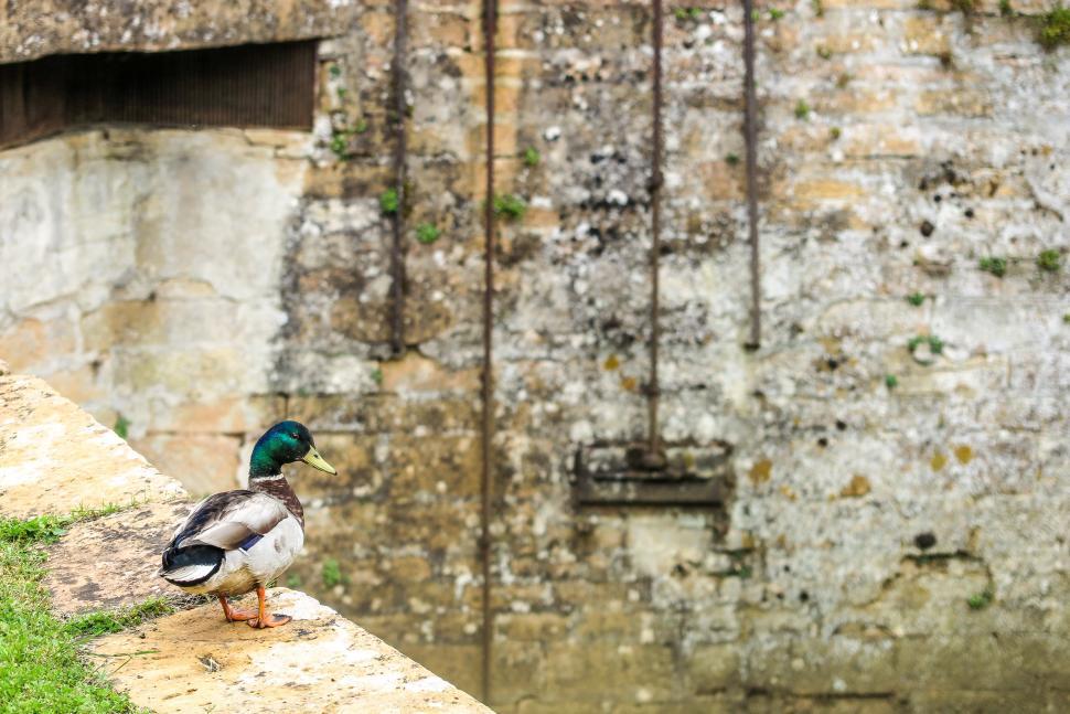 Free Image of Duck on a wall 