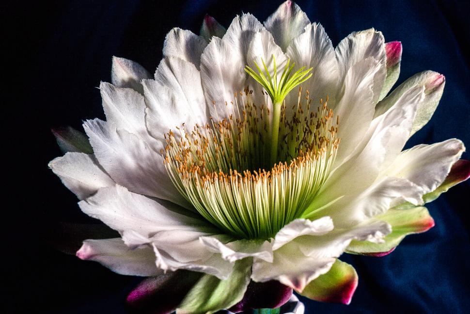 Free Image of White Flower 