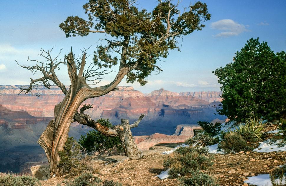 Free Image of Pine trees, Grand Canyon 