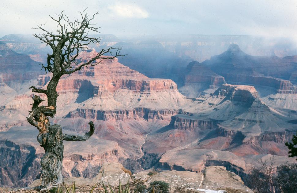 Free Image of Dead pine tree 