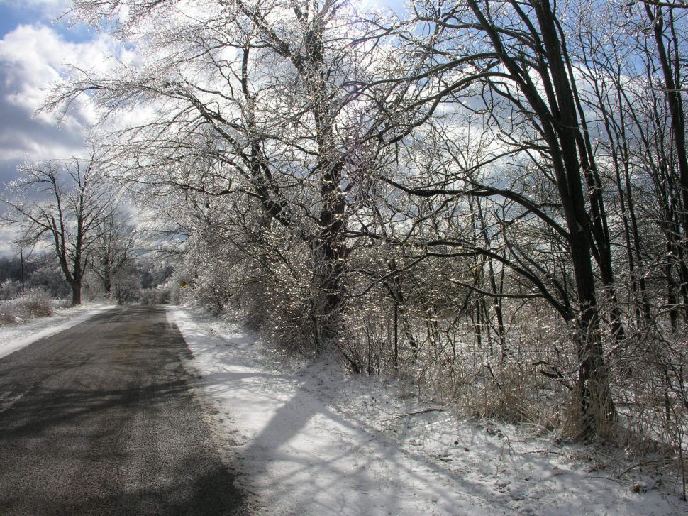 Free Image of Frozen Winter Wonderland 