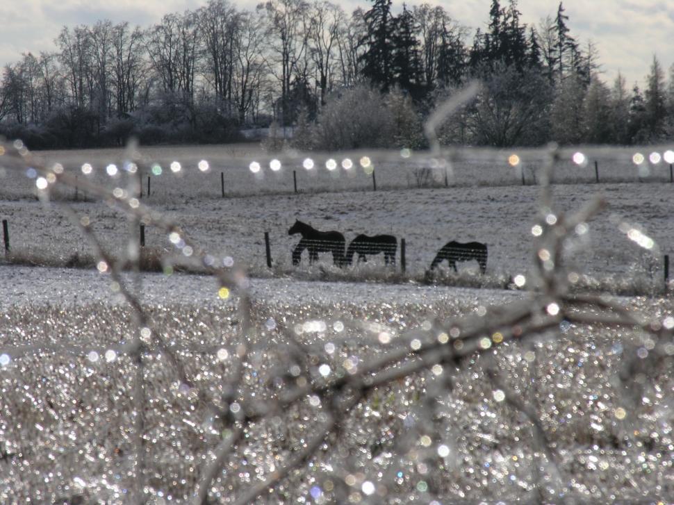 Free Image of Cold Winter Ice Storm 