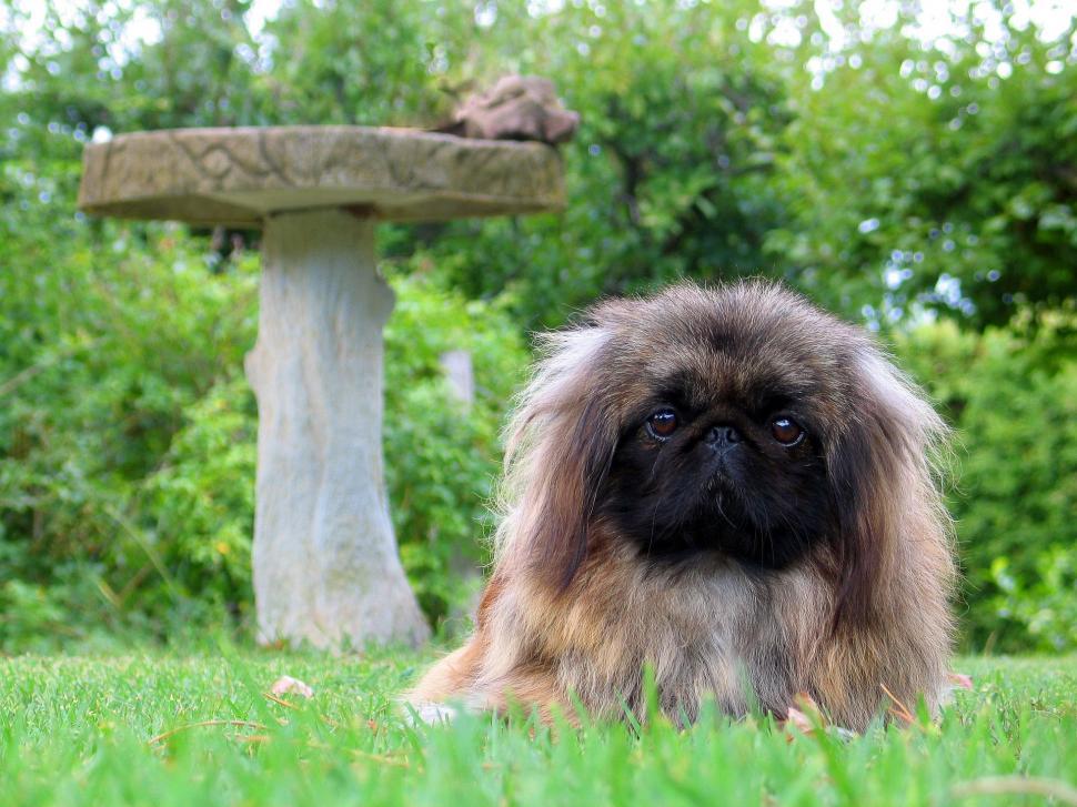 Free Image of Dog Sitting Near Birdbath in Grass 