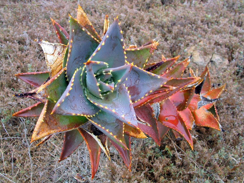Free Image of Close Up of Plant in Field 
