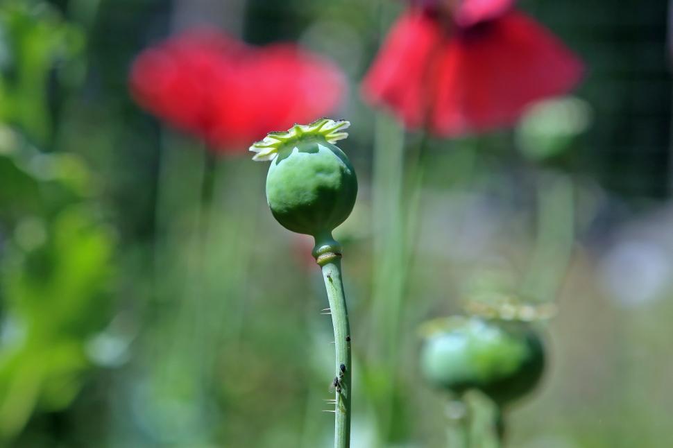 Free Image of Close Up of a Flower With Blurry Background 
