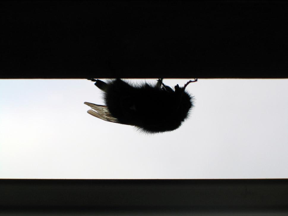 Free Image of Bird in Flight 