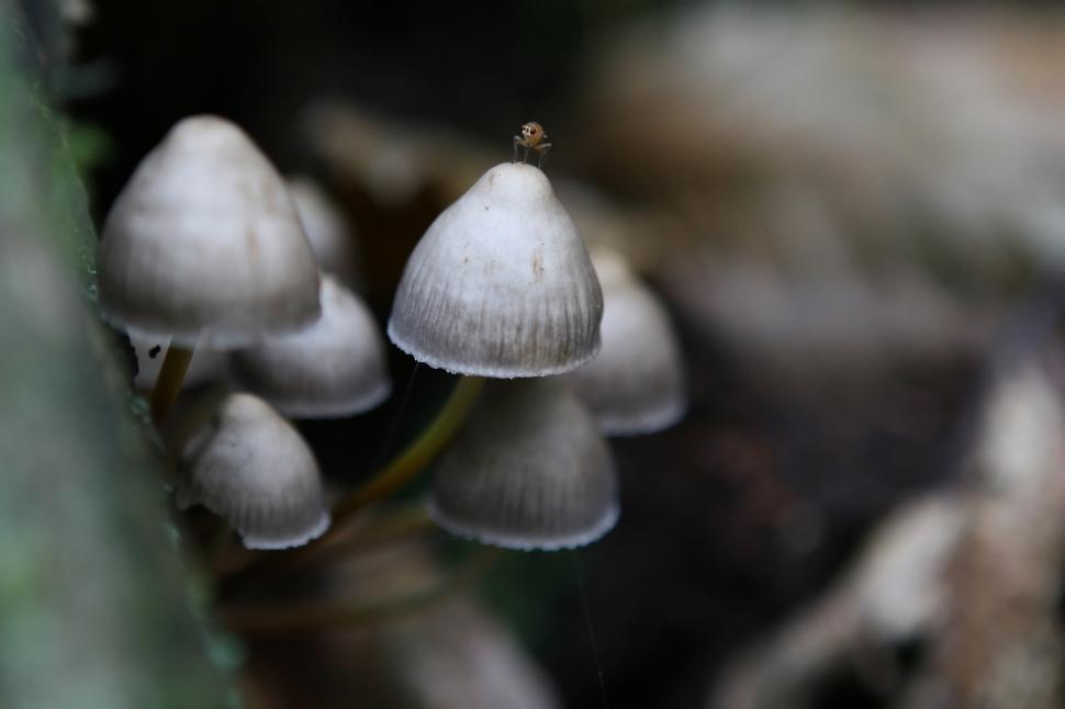 Free Image of A Group of White Mushrooms Growing on a Tree 