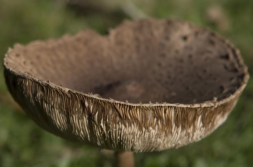 Free Image of Bird Bath Nestled in Grass 