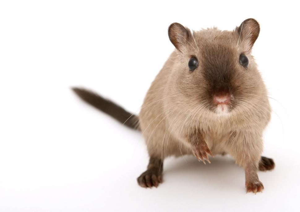 Free Image of Small Rodent Standing on Hind Legs 