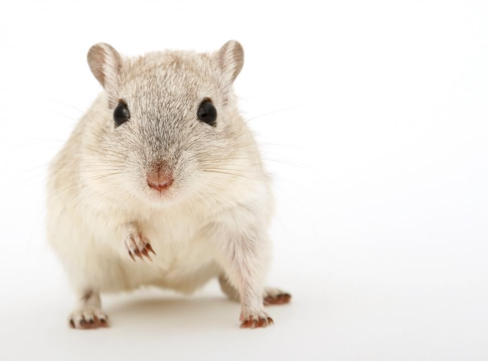 Free Image of Small Rodent Standing on Hind Legs 