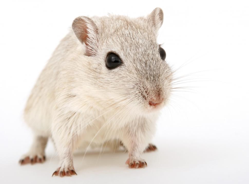 Free Image of Small Rodent Standing on Hind Legs 