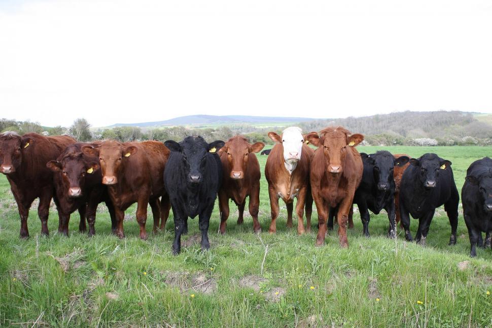 Free Image of Herd of Cattle Standing on Top of a Lush Green Field 