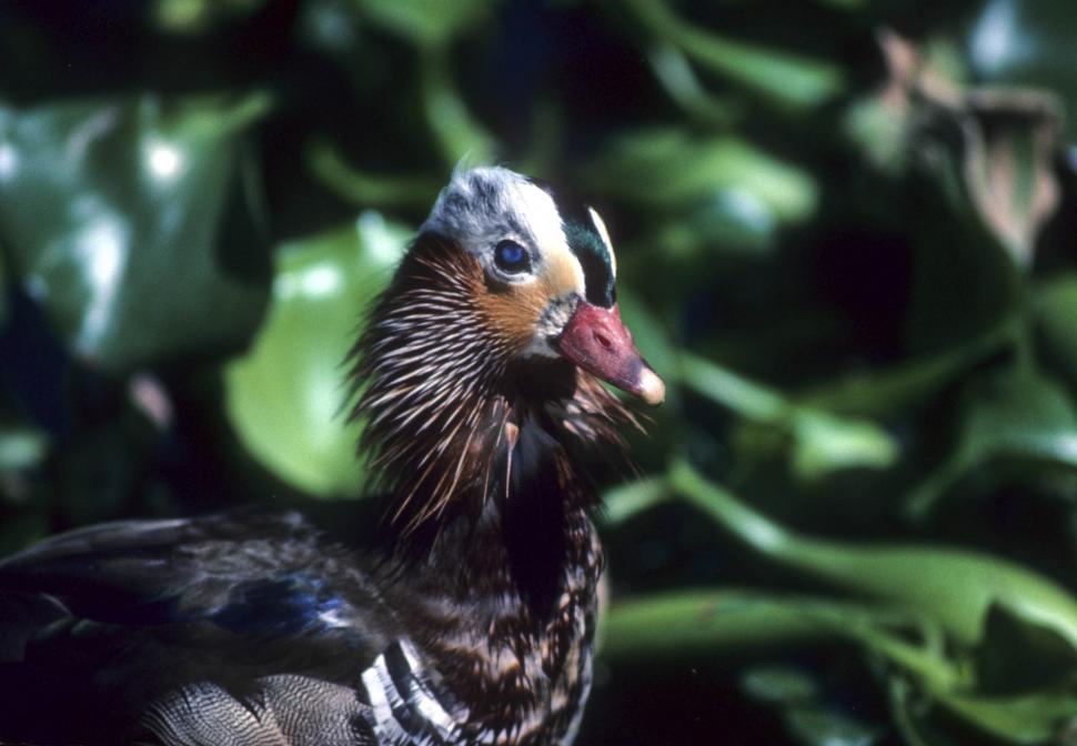 Free Image of Black Duck 
