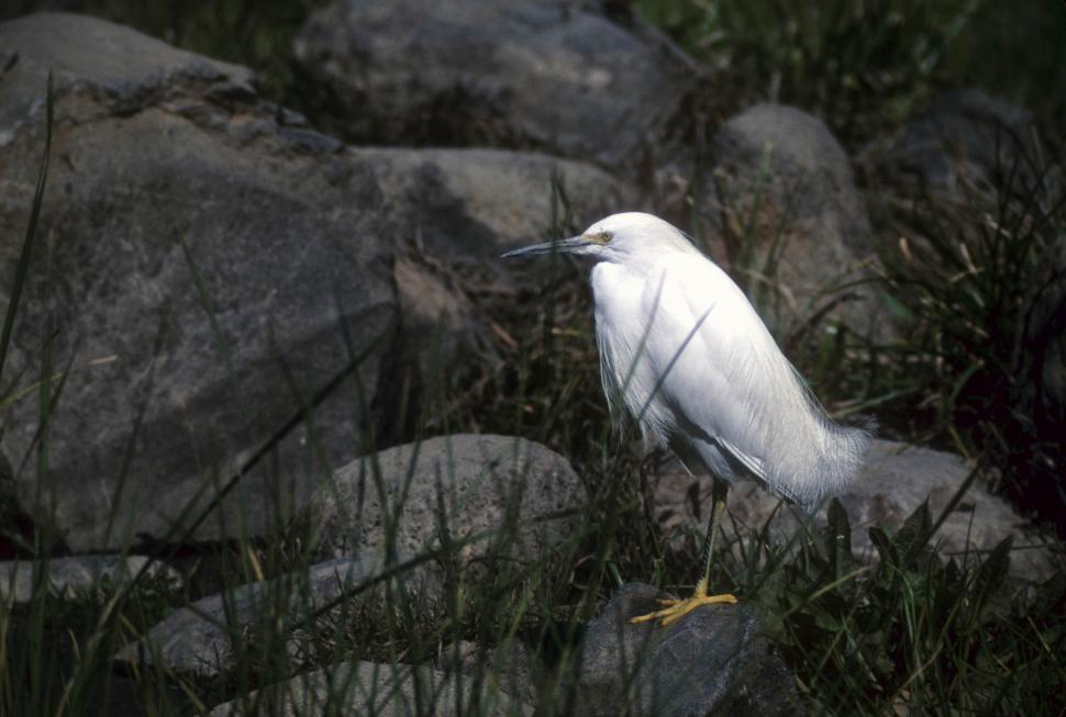Free Image of Snowy egret (bird)  