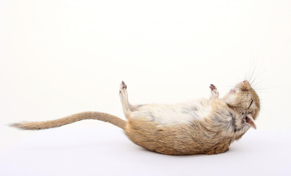 Free Image of Cat Rolling on Back Legs 