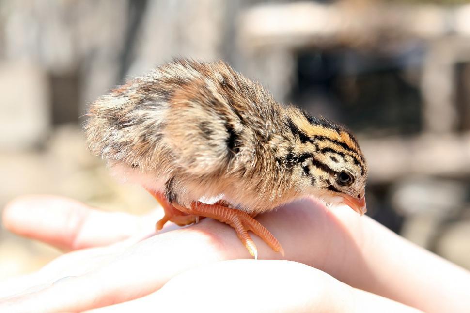 Free Image of Small Bird Perched on Persons Hand 