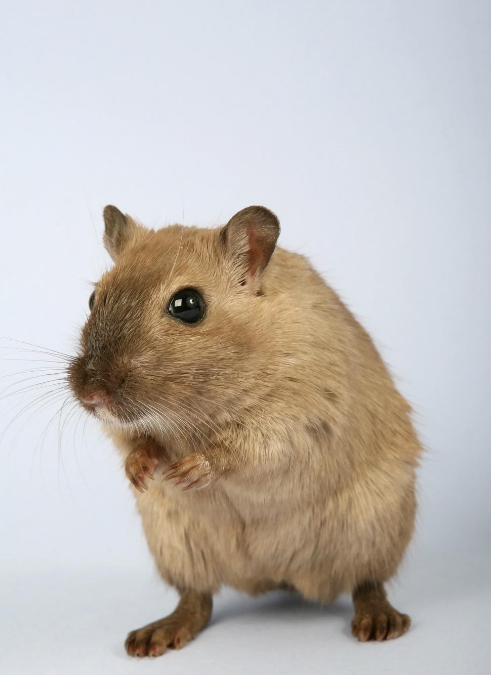 Free Image of Small Rodent Standing on Hind Legs 
