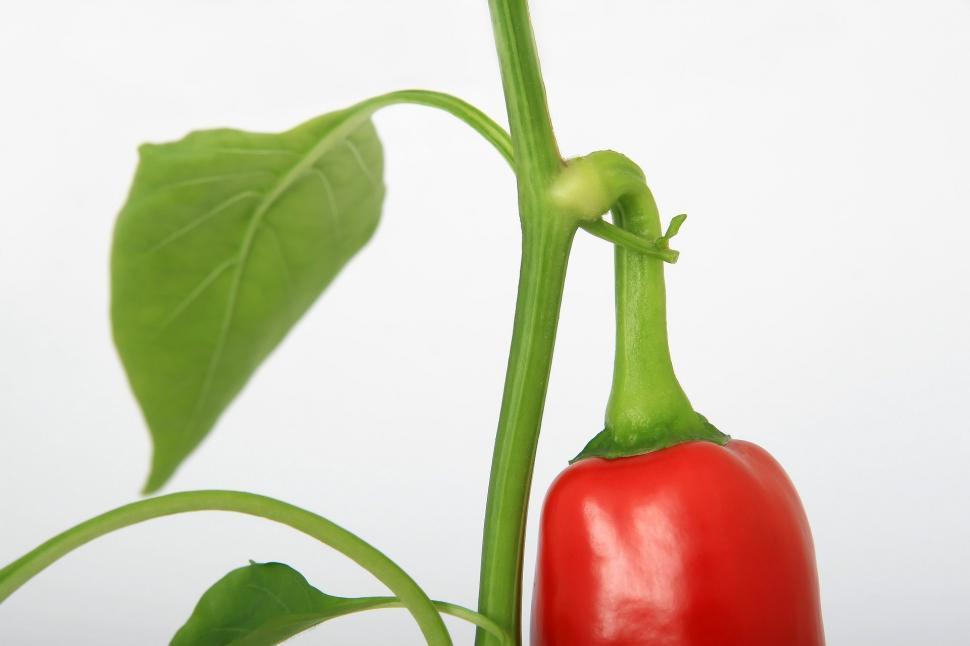 Free Image of Close Up of a Red Pepper on a Plant 