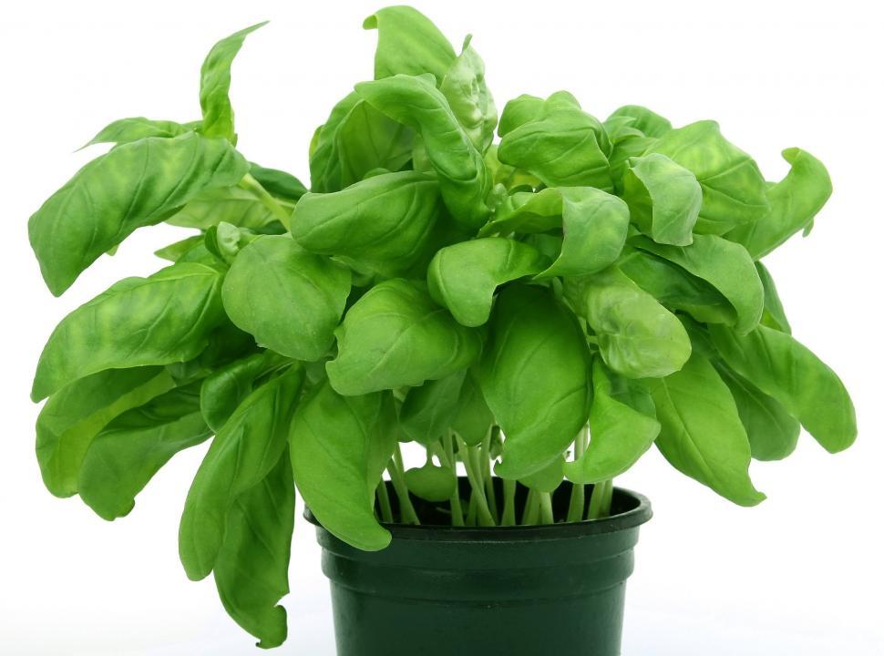 Free Image of Potted Plant With Green Leaves on White Background 