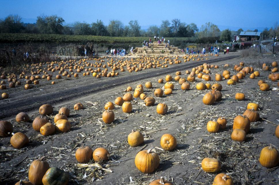 Free Image of Pumpkin Patch 