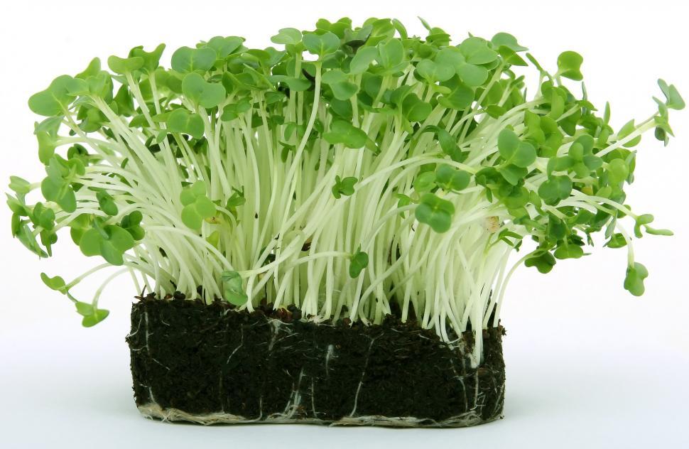 Free Image of Group of Plants Emerging From Rich Soil 