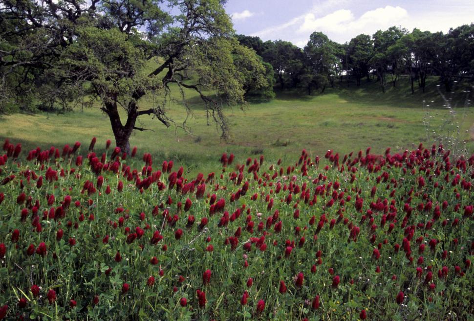 Free Image of Red Clover Flowers and Trees 