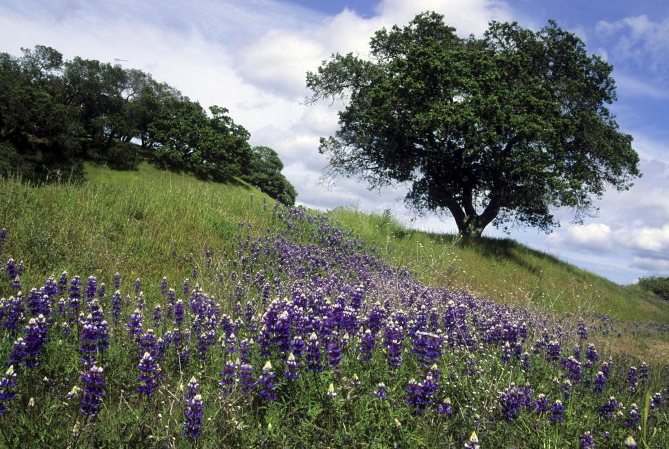 Free Image of Lupine Flowers 